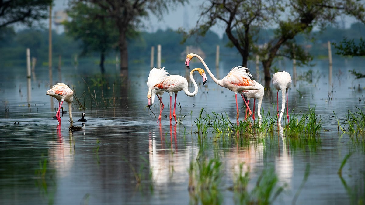 Birding Circuit